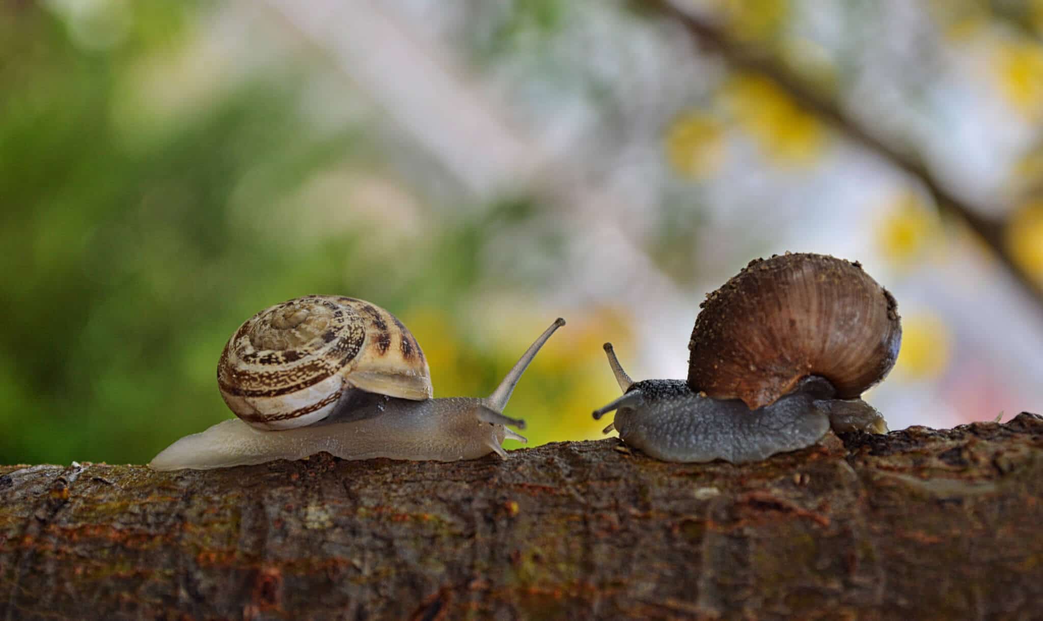 two snails 
