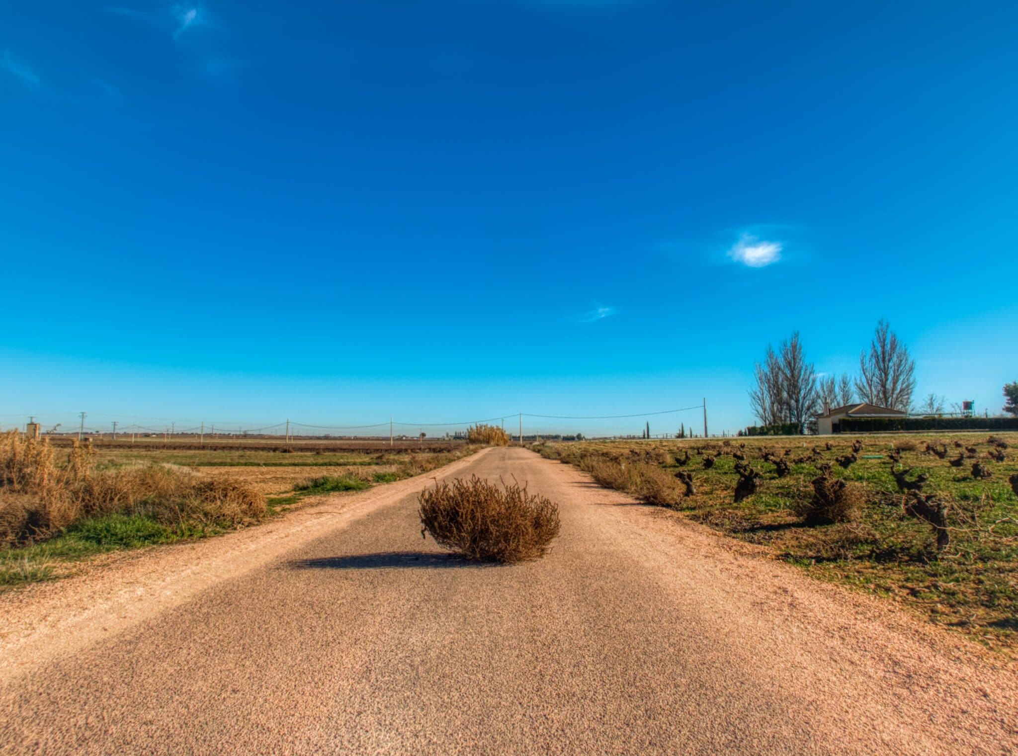 tumbleweed on empty road